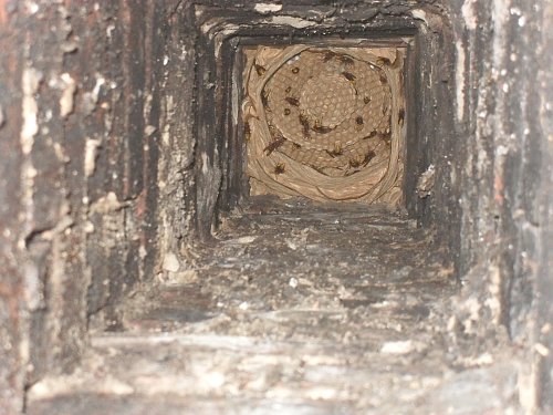 Ungewöhnlicher Ort: Ein Hornissennest im Schornstein. - © Foto: privat