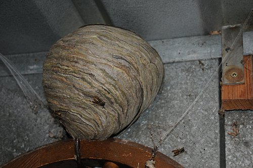Noch bewohnt: Ein Wespennest in der Garage. - © Foto: Uwe Pollmeier