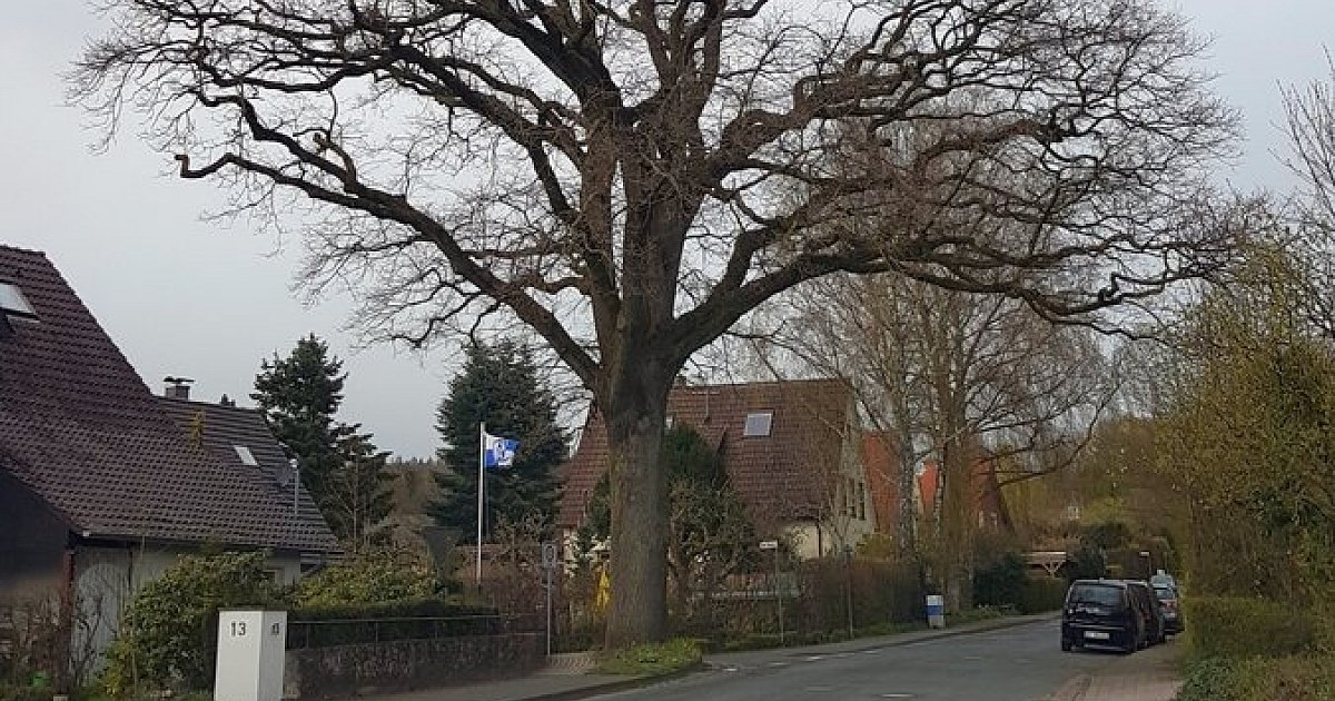 Bauarbeiten: Dieser riesige Baum in Halle soll geschützt werden