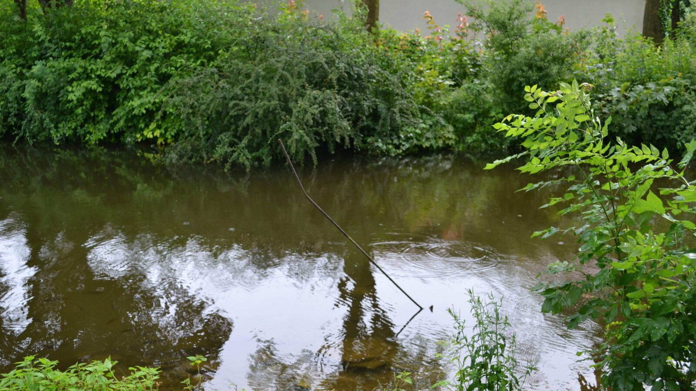 Abgetaucht Besondere Fische aus StadtparkTeich sind verschwunden Haller Kreisblatt Werther