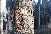 Auf einmal sind sie da: Nach wenigen Minuten in der Sonne werden die Borkenkäfer putzmunter und krabbeln aus der Rinde hervor. - © Anja Hanneforth, HK