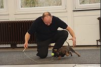 Jeder Diensthund, der im Bundesgebiet zum Einsatz kommt, ist im Kreis Gütersloh gezüchtet worden. Der aktuelle Wurf, der elf Welpen umfasst, ist ein Besonderer. - © Sigurd Gringel