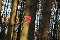 Der Borkenkäfer zerstört den Fichtenwald in Werther. - © Anja Hanneforth, HK