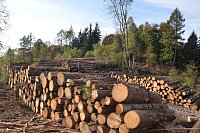 Im Staatswald am Barenberg. Großflächiger Holzeinschlag zur Bekämpfung es Borkenkäfers, der die mächtigen Fichten reihenweise tötet. - © Andreas Großpietsch