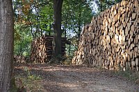 Im Staatswald am Barenberg. Großflächiger Holzeinschlag zur Bekämpfung es Borkenkäfers, der die mächtigen Fichten reihenweise tötet. - © Andreas Großpietsch