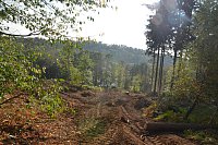 Im Staatswald am Barenberg. Großflächiger Holzeinschlag zur Bekämpfung es Borkenkäfers, der die mächtigen Fichten reihenweise tötet. - © Andreas Großpietsch