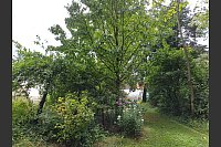 Auf dem Gelände der ehemaligen Baumschule findet sich ein Arboretum mit zum Teil sehr seltenen Arten wie dem Taschentuchbaum. - © Judith Gladow