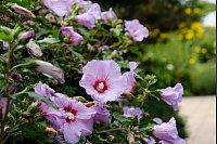 Jetzt blüht der Garteneibisch in Zart-Rosa und am Wegesrand üppig. - © Heike von Schulz