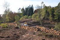 Im Staatswald am Barenberg. Großflächiger Holzeinschlag zur Bekämpfung es Borkenkäfers, der die mächtigen Fichten reihenweise tötet. - © Andreas Großpietsch