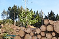 Im Staatswald am Barenberg. Großflächiger Holzeinschlag zur Bekämpfung es Borkenkäfers, der die mächtigen Fichten reihenweise tötet. - © Andreas Großpietsch