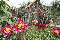 Impressionen vom riesengroßen Garten von Gerlinde Kersting aus Delbrück. - © Uwe Müller
