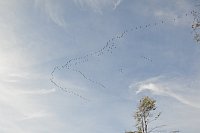 Im Staatswald am Barenberg. Aktuell ziehen ganze Schwärme von Kranichen an deiser Stelle mit lautem Geschrei über den Teuto - © Andreas Großpietsch