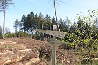 Im Staatswald am Barenberg. Großflächiger Holzeinschlag zur Bekämpfung es Borkenkäfers, der die mächtigen Fichten reihenweise tötet. - © Andreas Großpietsch