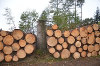 Im Staatswald am Barenberg. Großflächiger Holzeinschlag zur Bekämpfung es Borkenkäfers, der die mächtigen Fichten reihenweise tötet. - © Andreas Großpietsch
