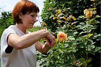 Im Rosengarten von Claudia Beckmann hat die zweite Blüte begonnen, nach einer üppigen Rosenblüte im Frühsommer. - © Heike von Schulz