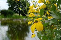 Gelber Sonnenhut blüht am Ufer des Schwimmteichs und lockt Insekten an. Claudia und Hans-Jürgen Beckmann haben ein Kleinod geschaffen, dass von Mensch und Tier geschätzt wird. - © Heike von Schulz