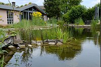 Am Schwimmteich gibt es immer etwas zu beobachten. Claudia und Hans-Jürgen Beckmann nennen es ihr Bio-Kino. - © Heike von Schulz