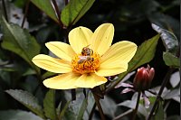 Wunderschöne Blüten finden sich auch außerhalb der Rosensaison in unterschiedlichen Bereichen der alten Gärtnerei. - © Judith Gladow
