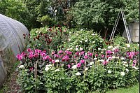 In diesem Beet wachsen Dahlien in vielen verschiedenen Formen und Farben. - © Judith Gladow