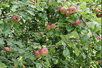 Zahlreiche Obstbäume finden sich auf dem Gelände. - © Judith Gladow