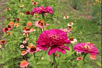 Wunderschöne Blüten finden sich auch außerhalb der Rosensaison in unterschiedlichen Bereichen der alten Gärtnerei. - © Judith Gladow