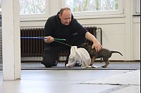Jeder Diensthund, der im Bundesgebiet zum Einsatz kommt, ist im Kreis Gütersloh gezüchtet worden. Der aktuelle Wurf, der elf Welpen umfasst, ist ein Besonderer. - © Sigurd Gringel