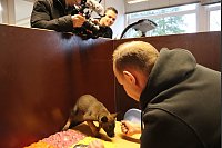 Hundetrainer Daniel Witting (hinten r.) beobachtet das Verhalten des Welpen im Parcours. - © Sigurd Gringel