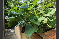 Die Zucchini im Hochbeet ist kaum zu halten. - © Svenja Ludwig