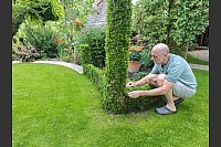 Buchsbaumfan Ludger Jochmaring aus Brakel kümmert sich um seine liebsten Pflanzen. - © Svenja Ludwig