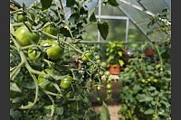 Im Gewächshaus der Jochmarings in Brakel gedeihen die Tomaten. - © Svenja Ludwig
