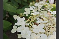Insekten fühlen sich in dem Garten pudelwohl. - © Svenja Ludwig