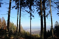 Der Borkenkäfer zerstört den Fichtenwald in Werther. - © Anja Hanneforth, HK