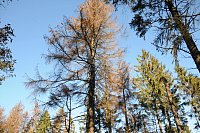 Der Borkenkäfer zerstört den Fichtenwald in Werther. - © Anja Hanneforth, HK