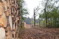 Im Staatswald am Barenberg. Großflächiger Holzeinschlag zur Bekämpfung es Borkenkäfers, der die mächtigen Fichten reihenweise tötet. - © Andreas Großpietsch