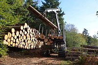 Im Staatswald am Barenberg. Großflächiger Holzeinschlag zur Bekämpfung es Borkenkäfers, der die mächtigen Fichten reihenweise tötet. - © Andreas Großpietsch
