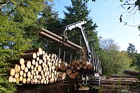 Im Staatswald am Barenberg. Großflächiger Holzeinschlag zur Bekämpfung es Borkenkäfers, der die mächtigen Fichten reihenweise tötet. - © Andreas Großpietsch