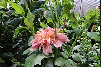 Wunderschöne Blüten finden sich auch außerhalb der Rosensaison in unterschiedlichen Bereichen der alten Gärtnerei. - © Judith Gladow