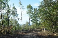 Im Staatswald am Barenberg. Großflächiger Holzeinschlag zur Bekämpfung es Borkenkäfers, der die mächtigen Fichten reihenweise tötet. - © Andreas Großpietsch