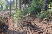 Im Staatswald am Barenberg. Großflächiger Holzeinschlag zur Bekämpfung es Borkenkäfers, der die mächtigen Fichten reihenweise tötet. - © Andreas Großpietsch
