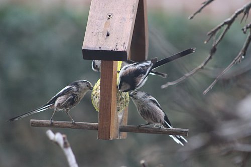 Das war einmal: Schwanzmeisen gehörten seit Jahren zu den regelmäßigen Gästen im Garten von Wolfgang Sprick. In noch größeren Mengen kamen Kohl- und Blaumeisen sowie Spatzen und Amseln. Sie alle bleiben in diesem Jahr aus. Fotos: Sprick - © Rita Sprick, HK