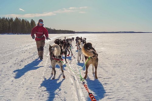 Katharina mit ihrem Schlittenhunde-Gespann in Aktion auf dem zugefrorenen Miekojärvi-See. - © Johanna Frielingsdorf