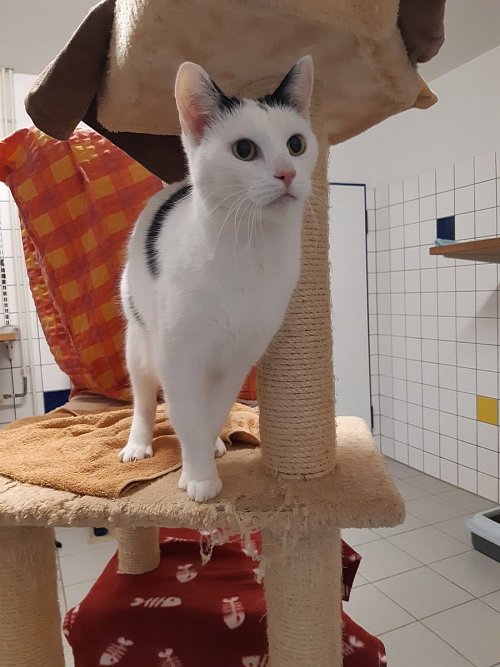 Sucht ein neues Zuhause: Kater Tummi. - © Tierschutzverein Gütersloh