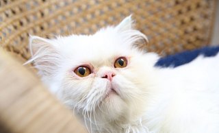 Kater SnowballTierheim Gütersloh - Tierheim Gütersloh