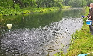 Stefan Kontowski betreibt die Forellenzucht Schlichte in Amshausen. Auch bei ihm haben Experten vom Landesamt für Natur, Umwelt und Verbraucherschutz Proben entnommen. - Uwe Pollmeier