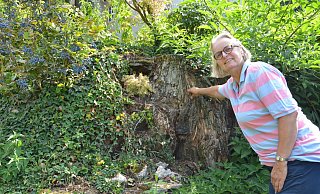 Gestorben: Zwei alte, solitäre Linden sind vor einigen Jahren im Auftrag der Unteren Landschaftsbehörde gefällt worden. Im Landschaftsplan Osning sind sie immer noch als Naturdenkmale verzeichnet. Ines von Kerssenbrock zeigt auf deinen der langsam zerbröselnden Baumstümpfe. - Ekkehard Hufendiek