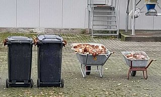 Hühnerkadaver lagern am Sonntagmittag vor einem Geflügelhof in Halle-Kölkebeck offen in Schubkarren und in unzureichend verschlossenen Mülltonnen. - Privat