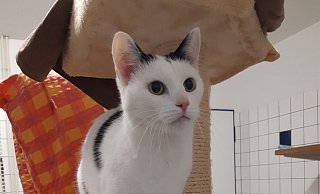 Sucht ein neues Zuhause: Kater Tummi. - Tierschutzverein Gütersloh