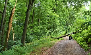 Die Rotbuche liegt quer über dem Frederking-Weg. Eine Radfahrerin aus Bielefeld, die in Halle arbeitet und den Weg im Sommer fast täglich zum Pendeln nutzt, taucht unter dem Stamm hindurch. - Ekkehard Hufendiek