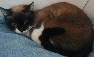 Die Fundkatze "Hope", die verängstigt im Wald in Werther aufgegriffen wurde, erholt sich von der OP. - Tierhilfe Melle