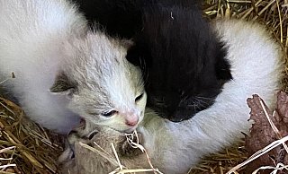 Vor allem Kitten haben es schwer. - Tierheim Bielefeld